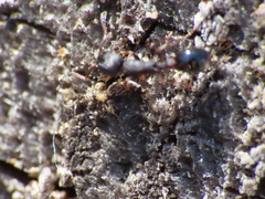 Leptothorax