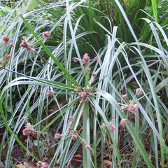 Cyperus solidus