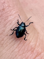Typophorus nigritus