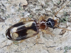 Philorhizus