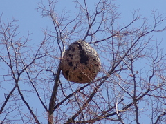 Vespa velutina