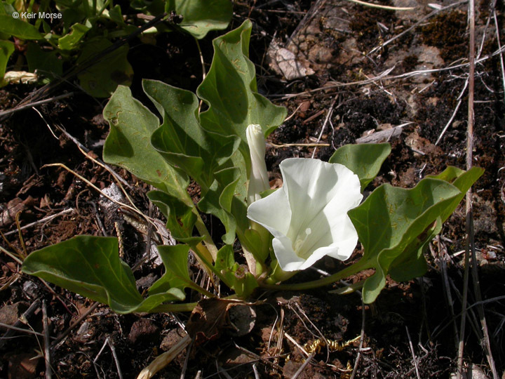 Calystegia atriplicifolia