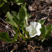Nightblooming False Bindweed - Photo (c) 2008 Keir Morse, some rights reserved (CC BY-NC-SA)