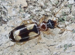 Philorhizus