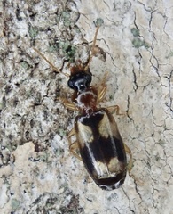 Philorhizus