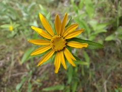 Helianthella