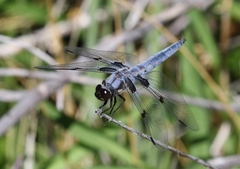 Libellula nodisticta