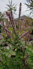 Amorpha glabra