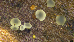 Pezizomycotina
