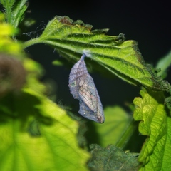 Vanessa atalanta atalanta