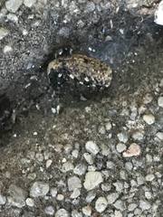Euparius