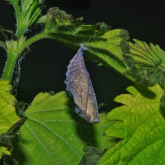 Vanessa atalanta atalanta