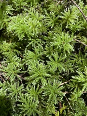 Leucolepis