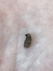 Euparius