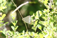 Tharsalea xanthoides xanthoides