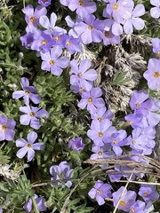 Phlox missoulensis