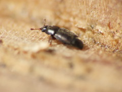 Carpophilus brachypterus