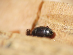 Carpophilus brachypterus