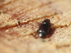 Carpophilus brachypterus