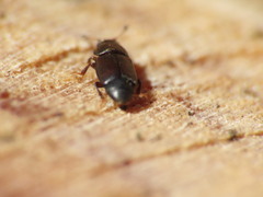 Carpophilus brachypterus