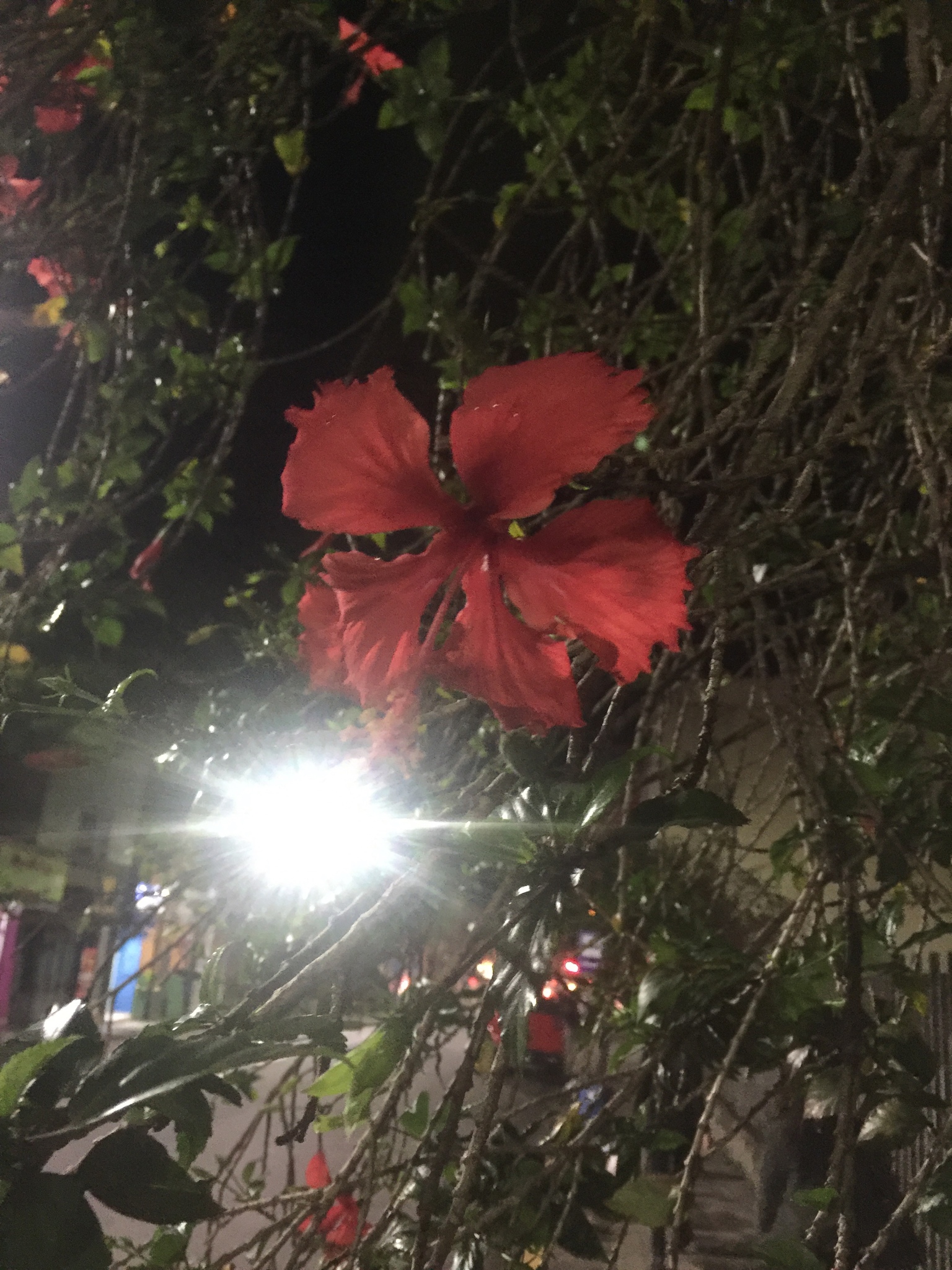 Hibiscus archeri