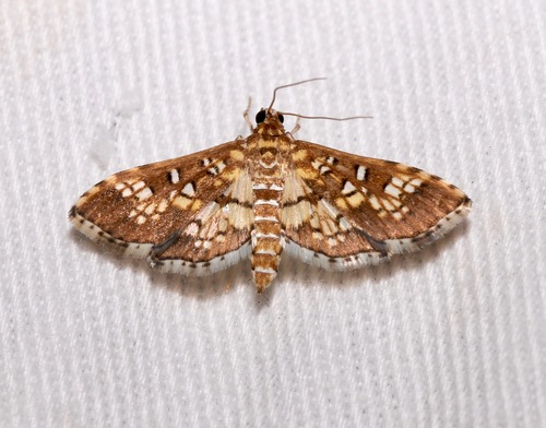 Stained-glass Moth