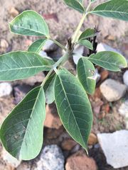 Vitex mollis