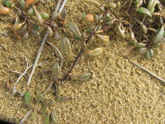 Samolus repens repens