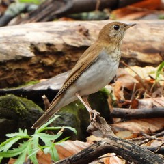 Veery photo 4