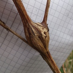 Lasioptera artemisiae