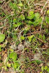 Chevreulia acuminata