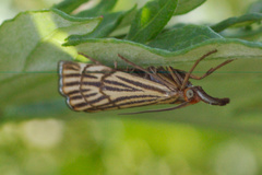 Chrysocramboides craterella