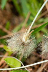 Chevreulia acuminata
