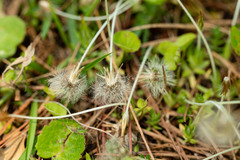 Chevreulia acuminata