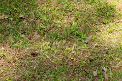 Chevreulia acuminata