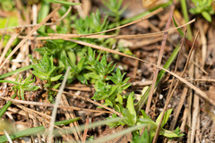 Chevreulia acuminata