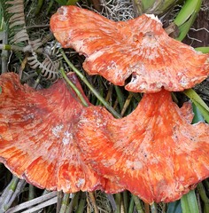 Laetiporus sulphureus