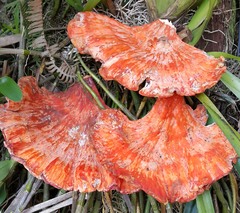 Laetiporus sulphureus