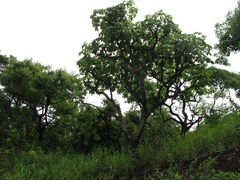 Cussonia arborea