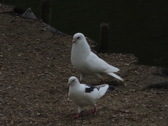 Columba livia domestica