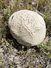 Calvatia sculpta