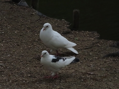 Columba livia domestica