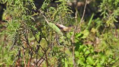 Pseudovates iheringi