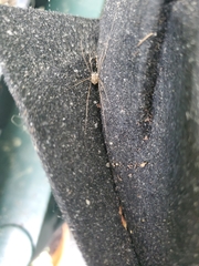 Dicranopalpus ramosus