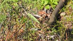 Pseudovates iheringi