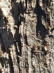 Linepithema humile