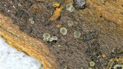 Pezizomycotina