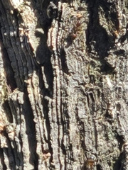 Linepithema humile