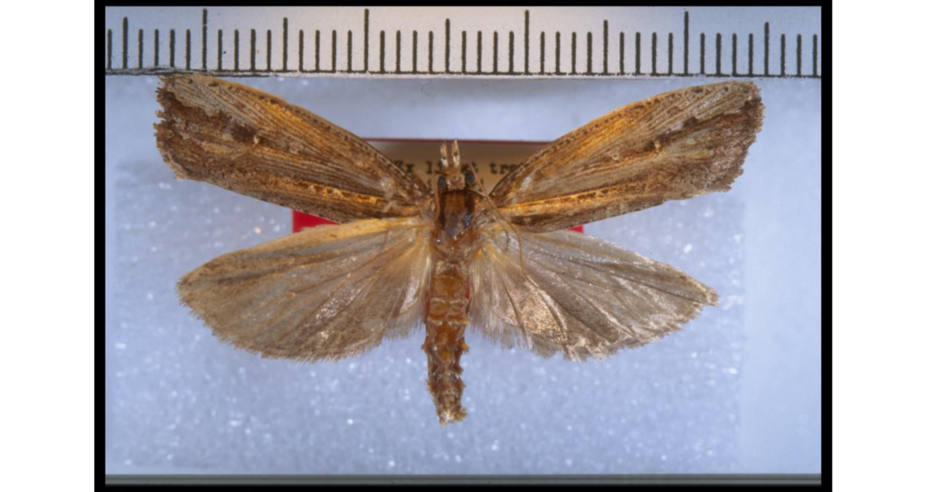 Proditrix gahniae