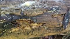 Pezizomycotina